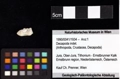 Foto (Objket + Etiketten) von Decapoda indet. 